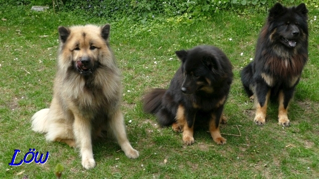 26.4.2019 - Gruppenbild mit Dame (Dwix, Chilli und Howard)